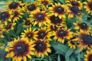 Echinacea X Rudbeckia Summerina Brown