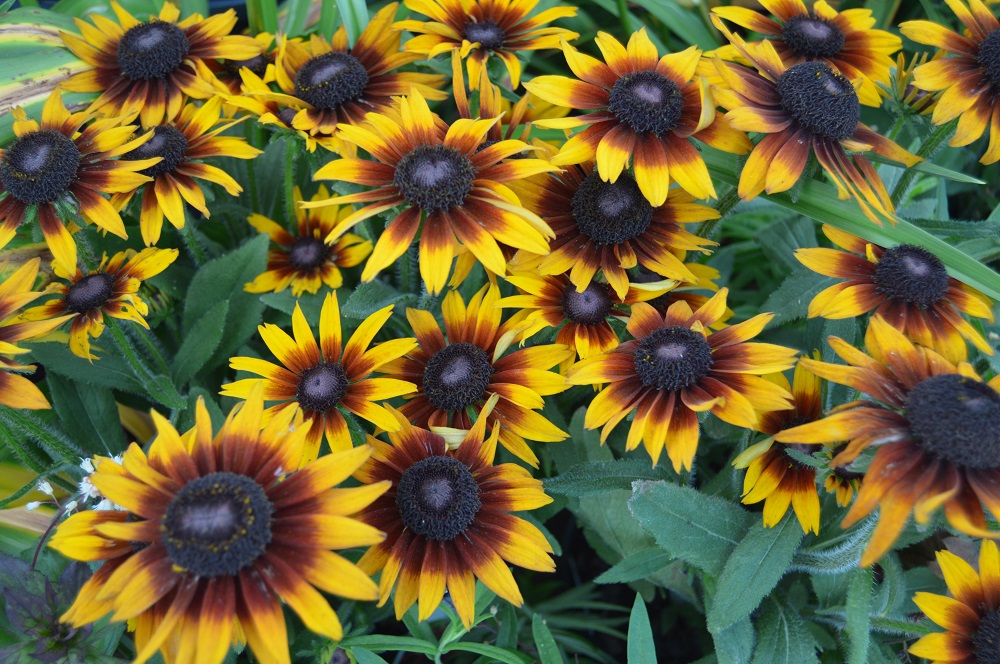 Echinacea X Rudbeckia Summerina Brown