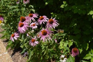 Coneflowers