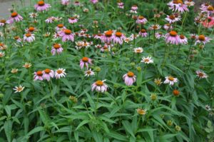 Low-Maintenance Garden