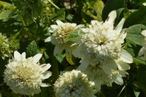 Echinacea purpurea Milkshake