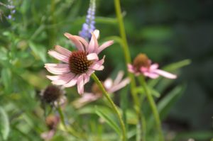 Echinacea tennesseensis Rocky Top