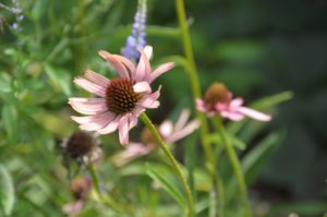 Coneflowers