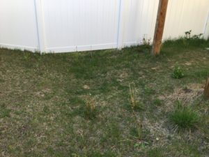 White privacy fence next to a grassy lawn