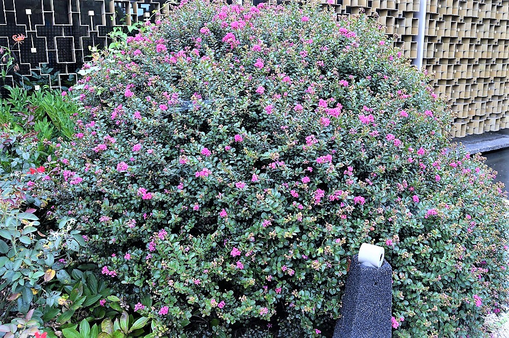 Large Lagerstroemia Pocomoke