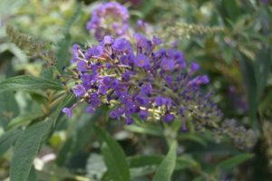 Fragrant Plants