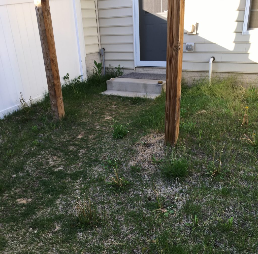 grassy backyard that needs to be trimmed