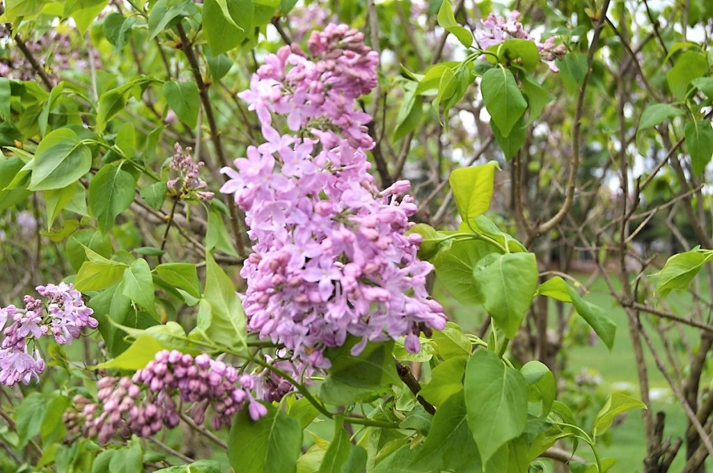 Pink Syringa vulgaris