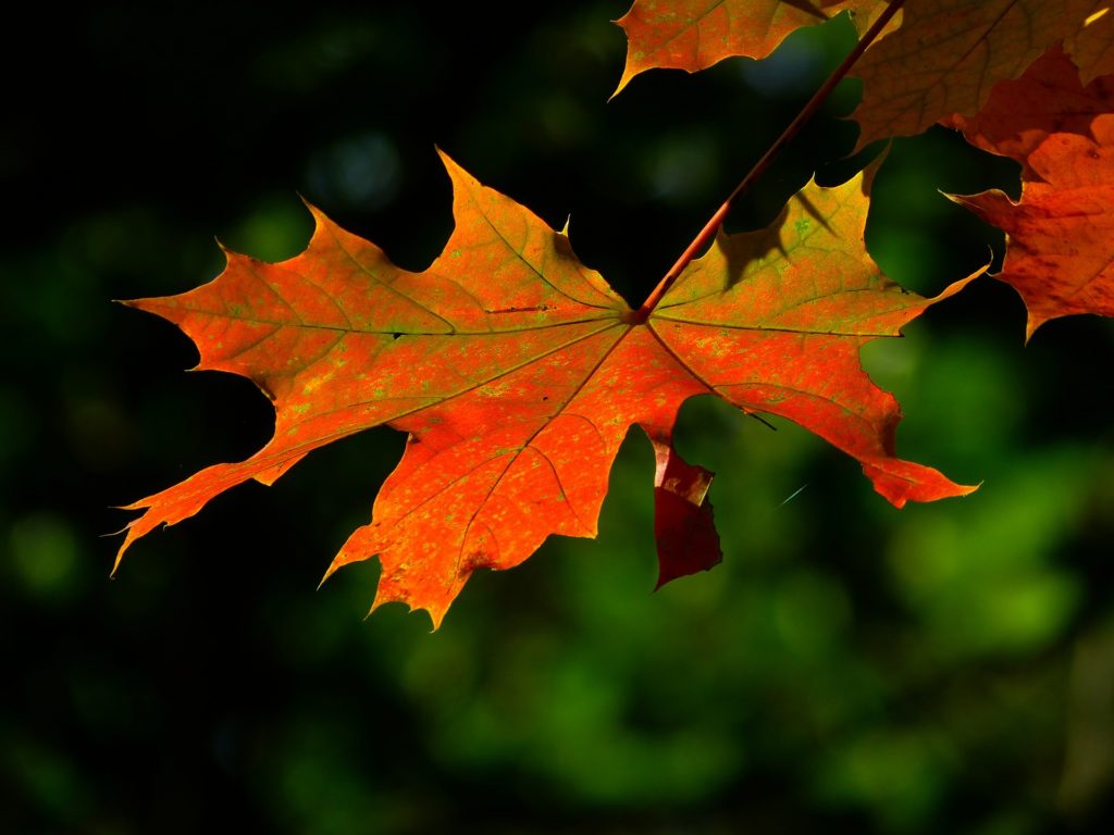 Autumn orange leaf