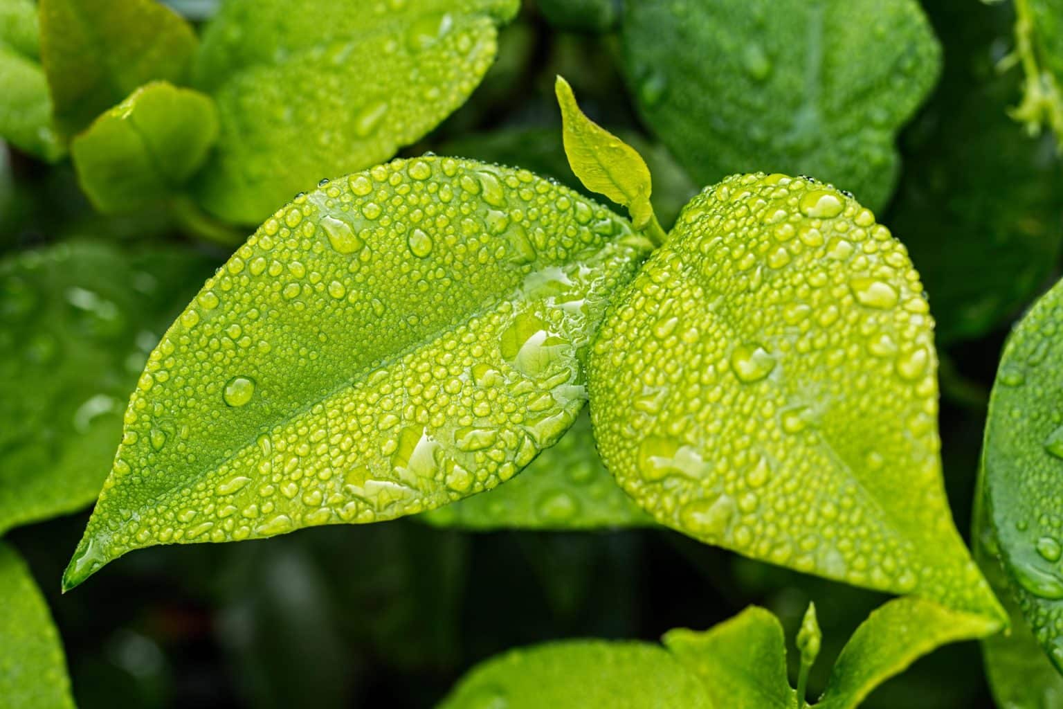 Too Much Rain And Its Effect On Your Landscape Allentuck Landscaping