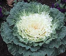 Cabbage Pigeon White