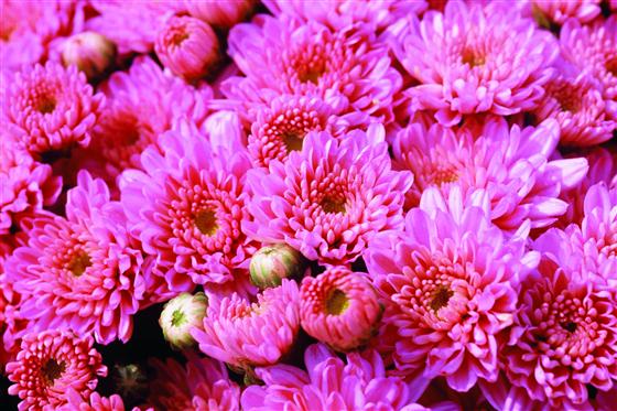 Pink Chryanthemum flower blooms