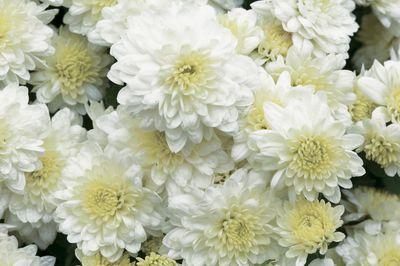 White Chrysanthemum flower blooms