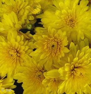 Gold Chrysanthemum flower blooms