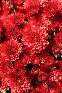 Red Chrysanthemum flower blooms