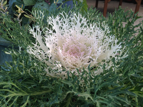 White Kale Coral Prince