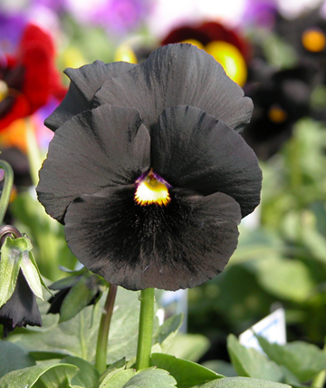 Atlas Black Pansy Flower blooms