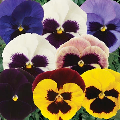 Delta Blotch Mix Pansy Blooms