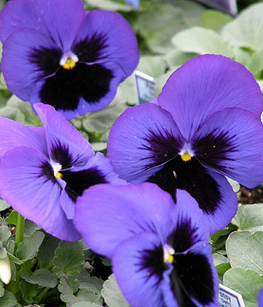 Delta Blue Blotch Pansy Blooms