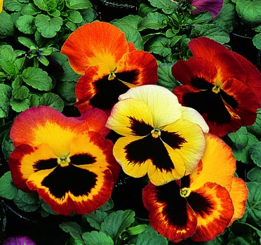 Delta Fire pansy blooms