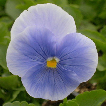 Delta Light Blue Pansy Blooms