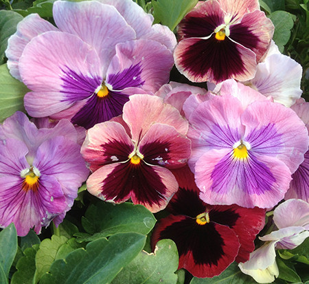 Delta Rose Blotch pansy blooms