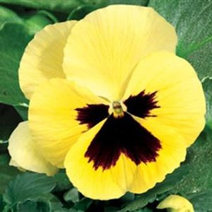 Delta Primrose Blotch pansy blooms