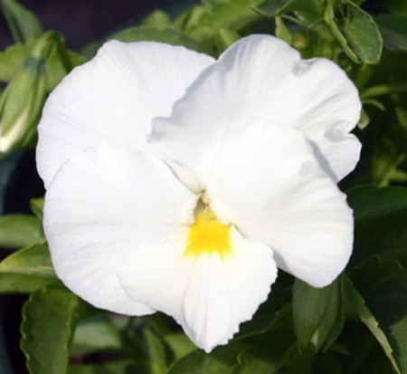 Delta Pure White pansy blooms