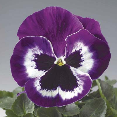 Delta Violet Face pansy blooms