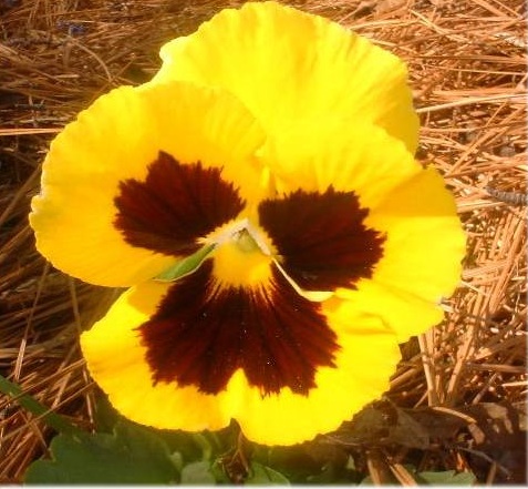 Yellow Pansy flower blooms
