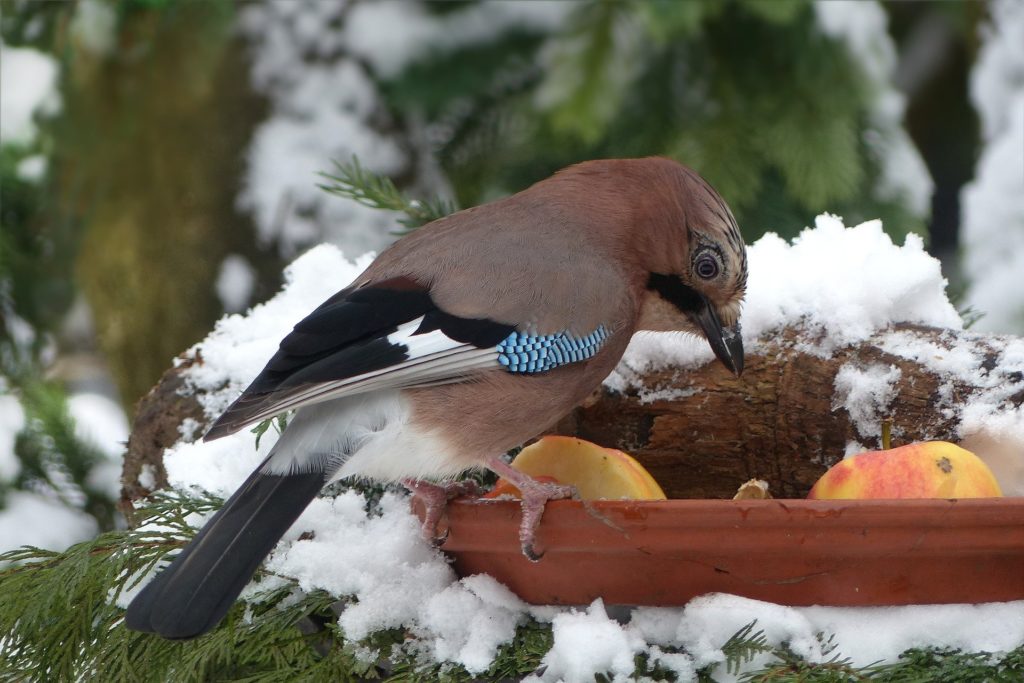 Bird eating fruit from clay planter
