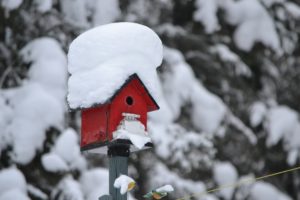 Attract Birds In Winter