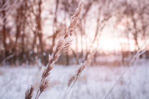 snow effects garden plants