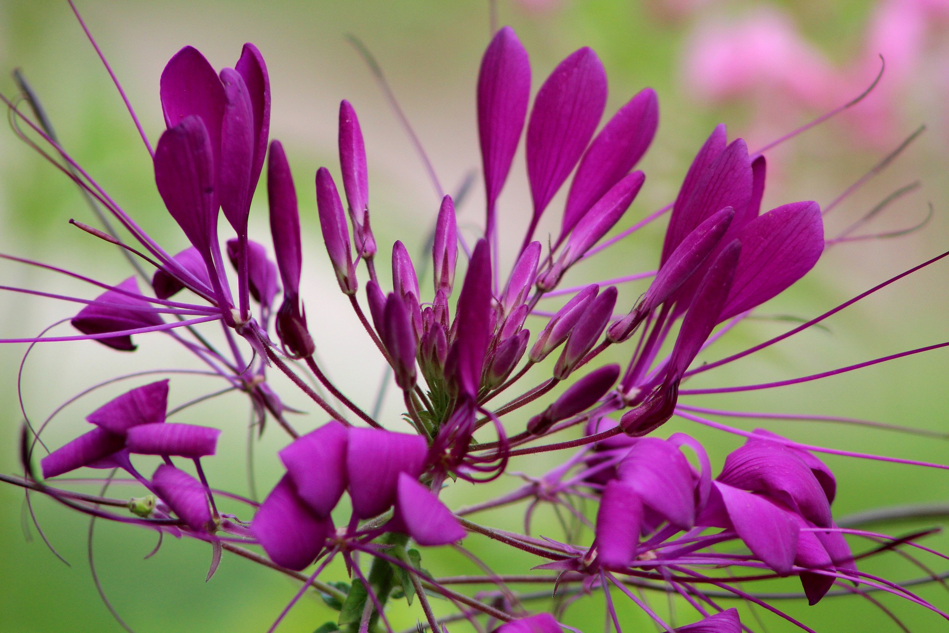 Pink Cleome Spider Flower