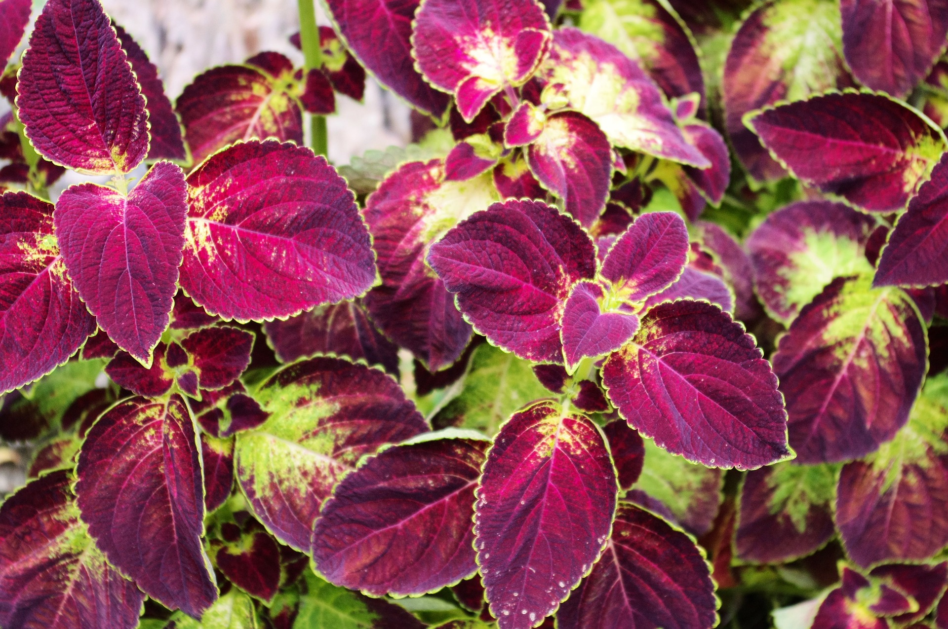 Coleus – Painted Nettle blooms