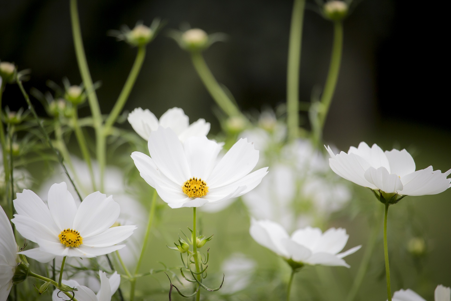 White Cosmos flowers