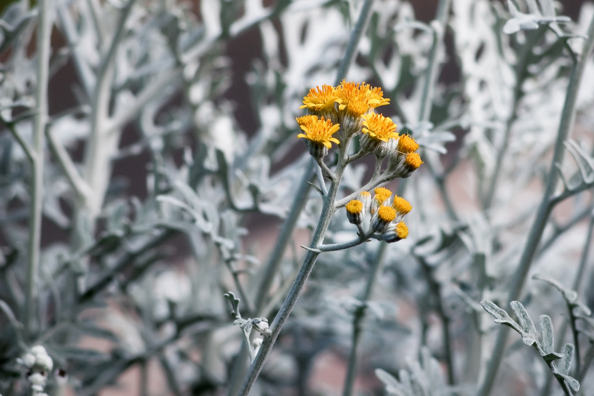 Senecio – Dusty Miller flower blooms