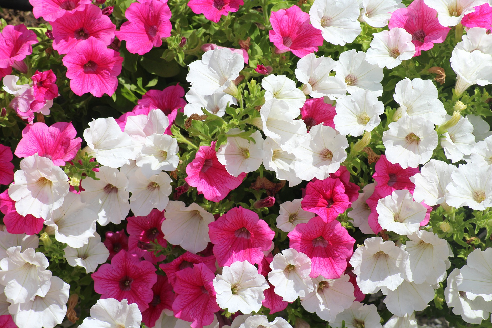pink and white Petunia flower blooms