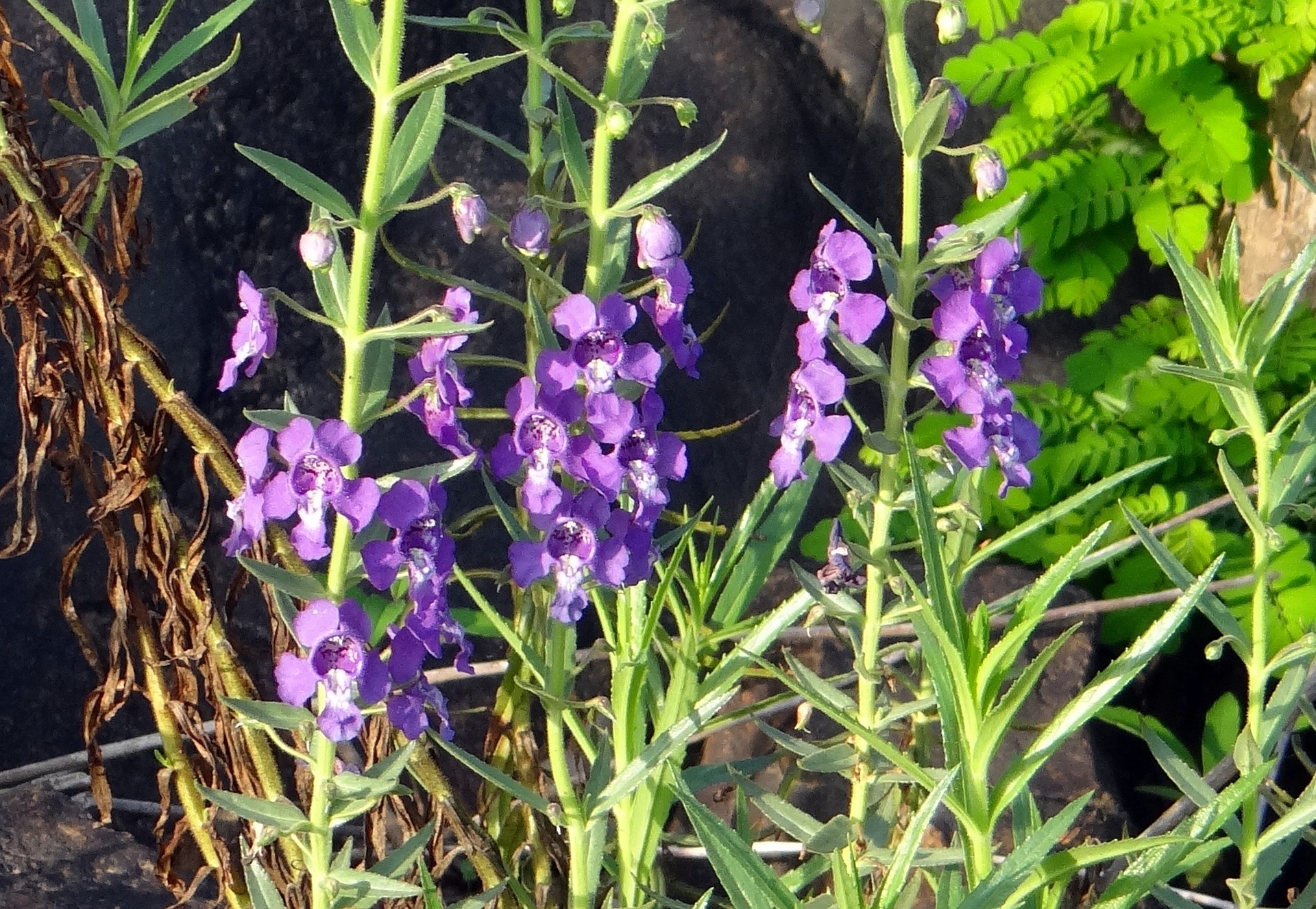 Angelonia – Purple Summer Snapdragon