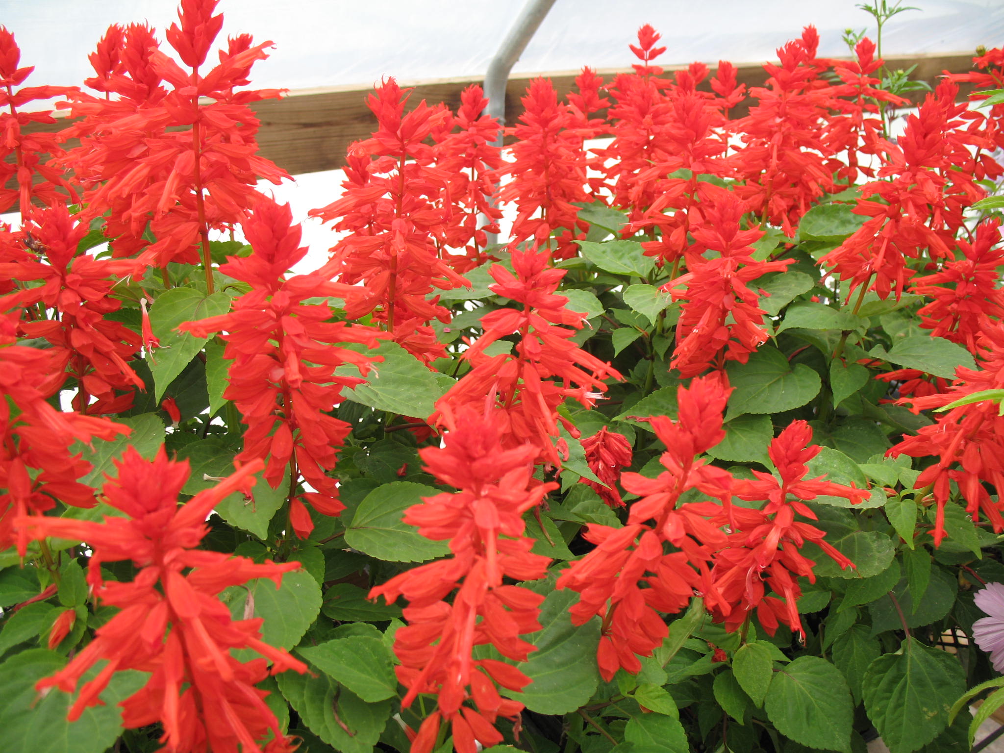 Salvia – Sage red