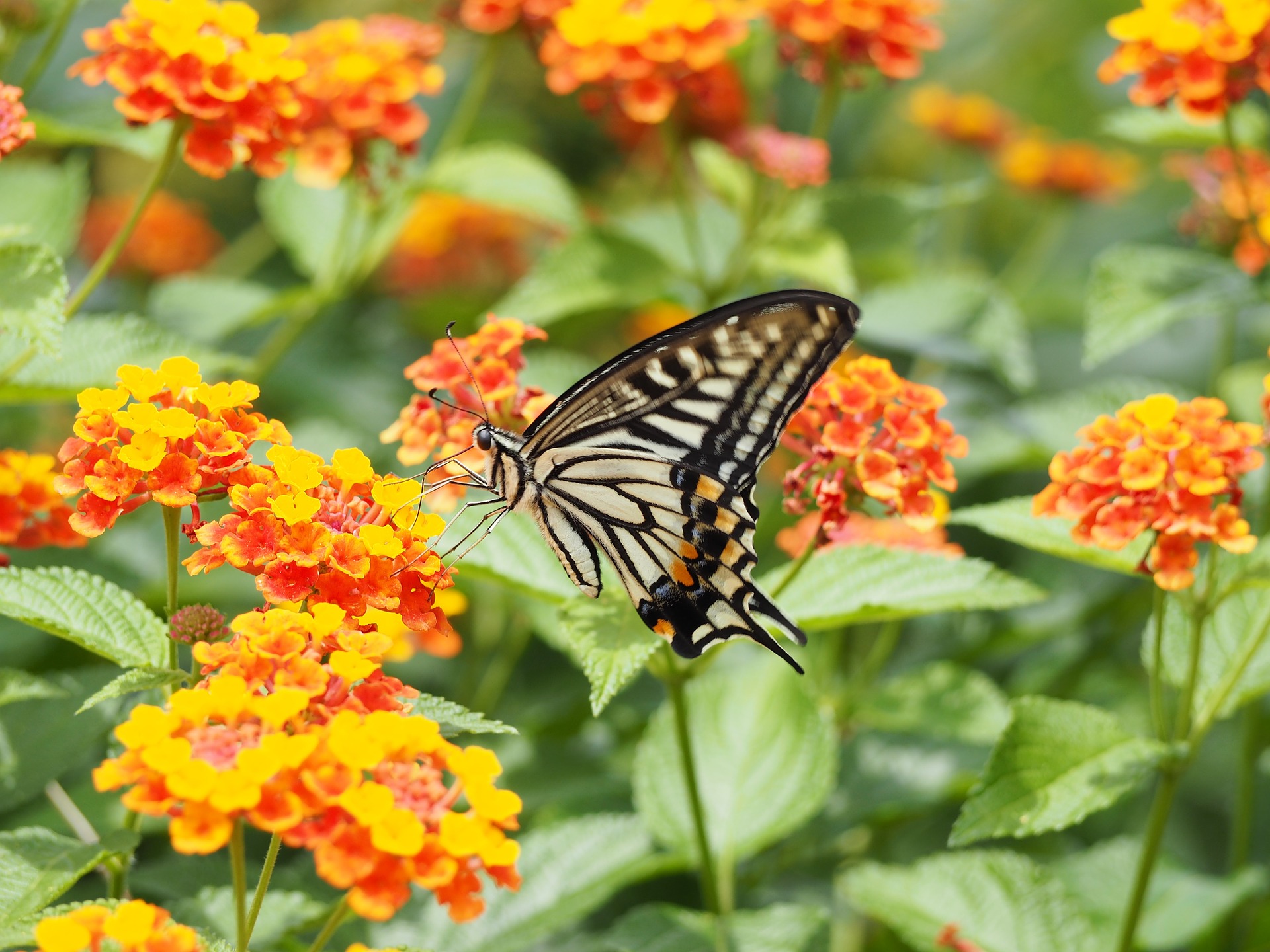 Lantana – Shrub Verbena with a swallowtail butterfly
