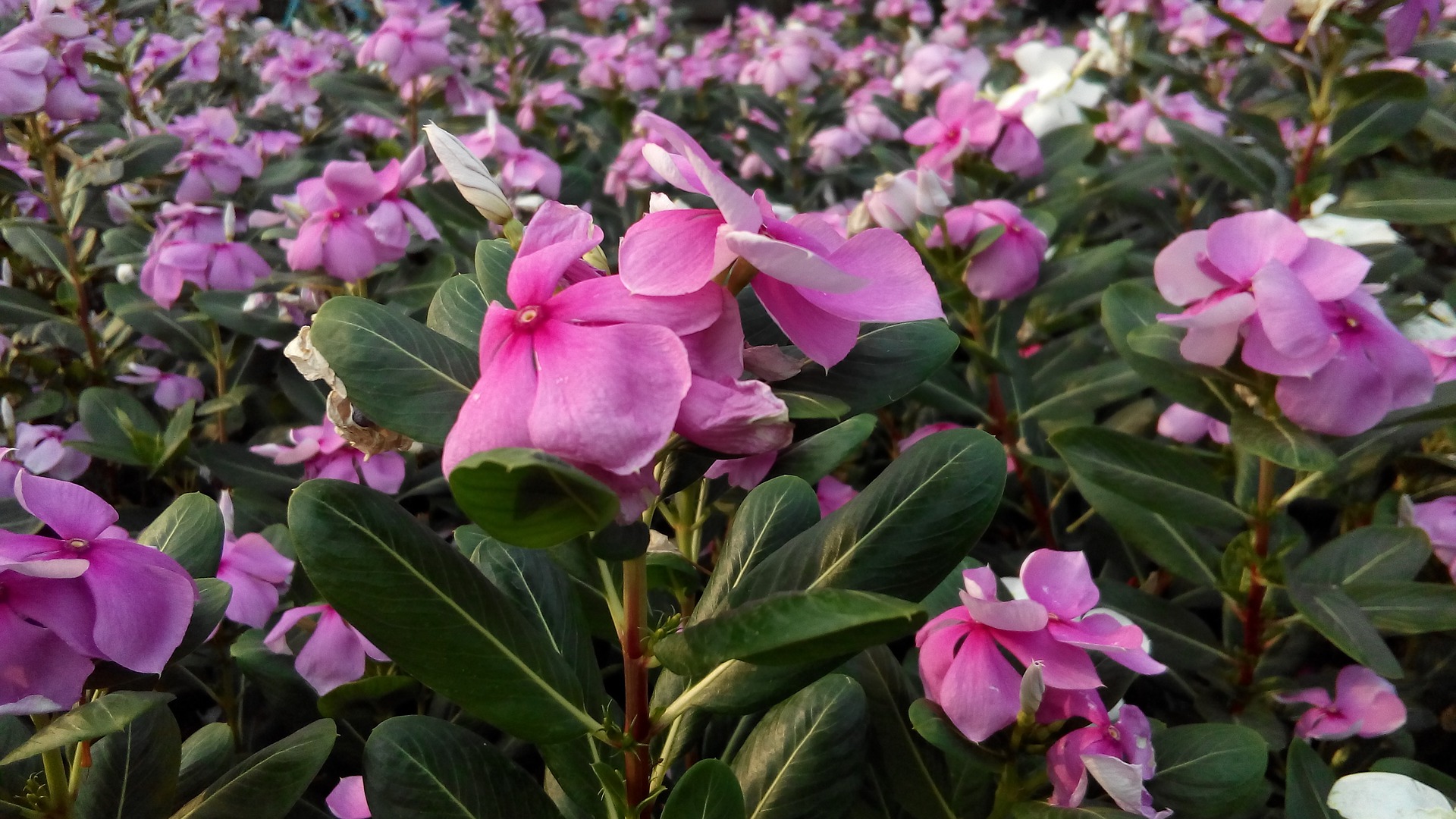 Vinca Periwinkle blooms