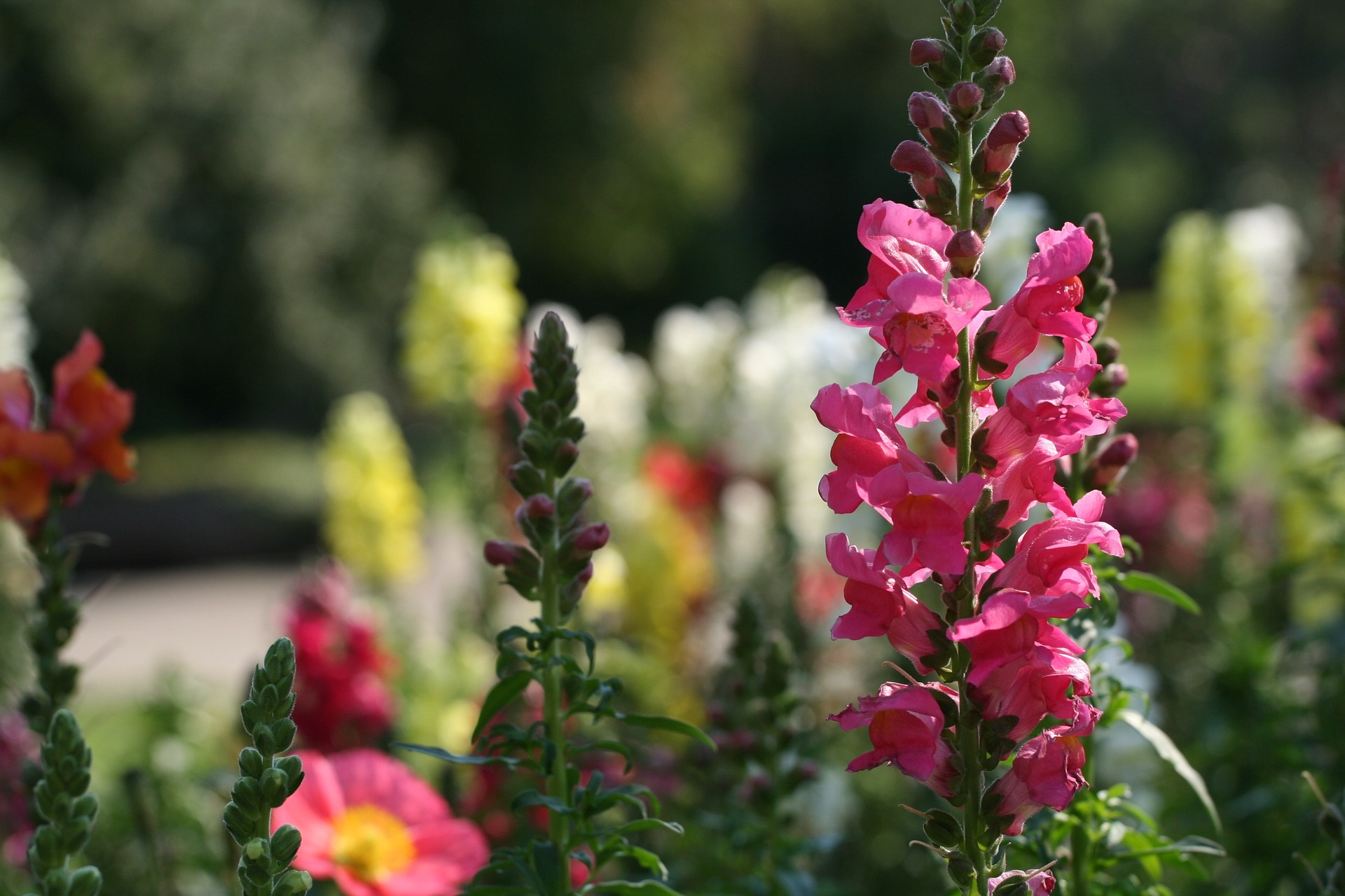 Antirrhinum majus Snapdragon flowers