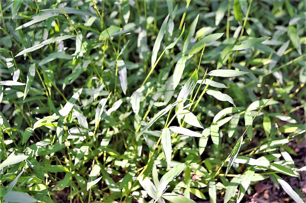 Japanese Stilt Grass