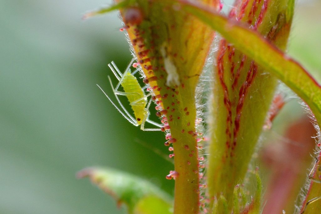 large rose aphid