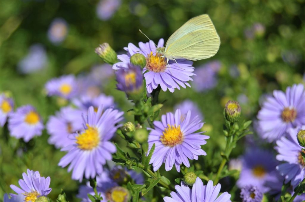 Purple fall flowers deals