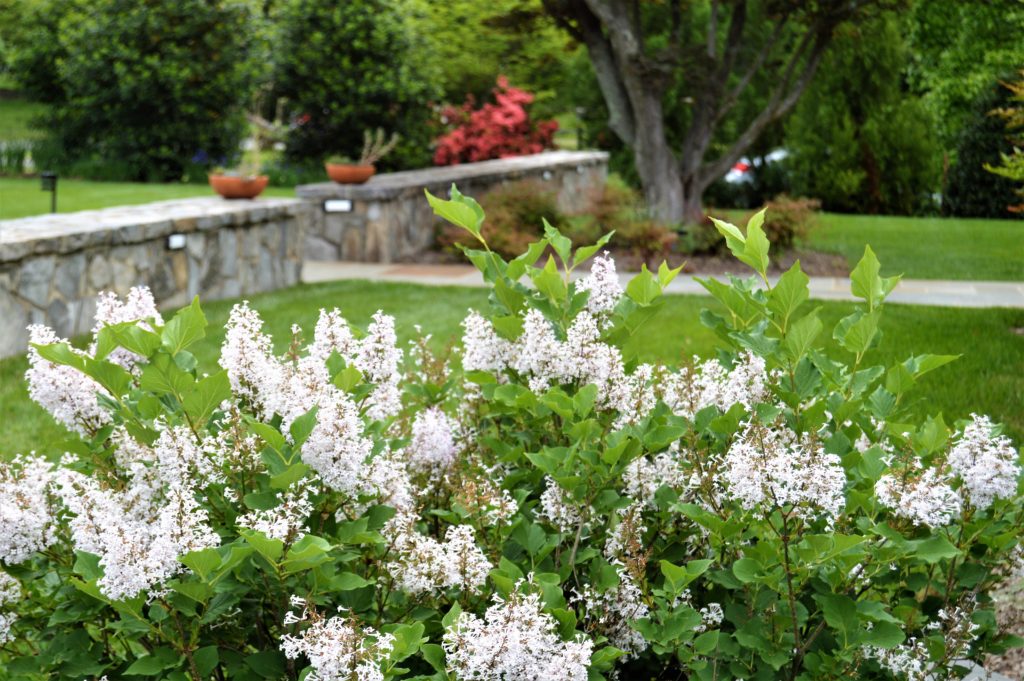 White flowers with manicured lawn in background