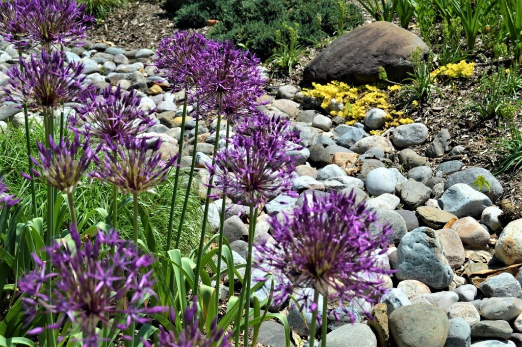 Alliums Gravel installation with purple flowers