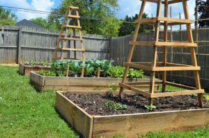 Vegetable Garden