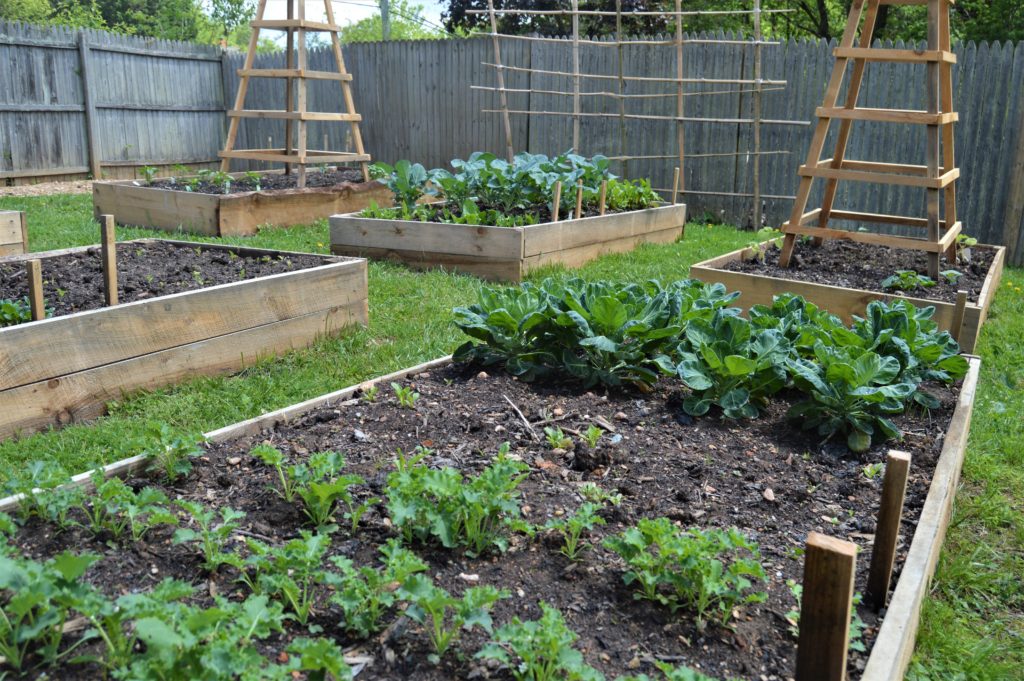 Raised wooden flowerbeds